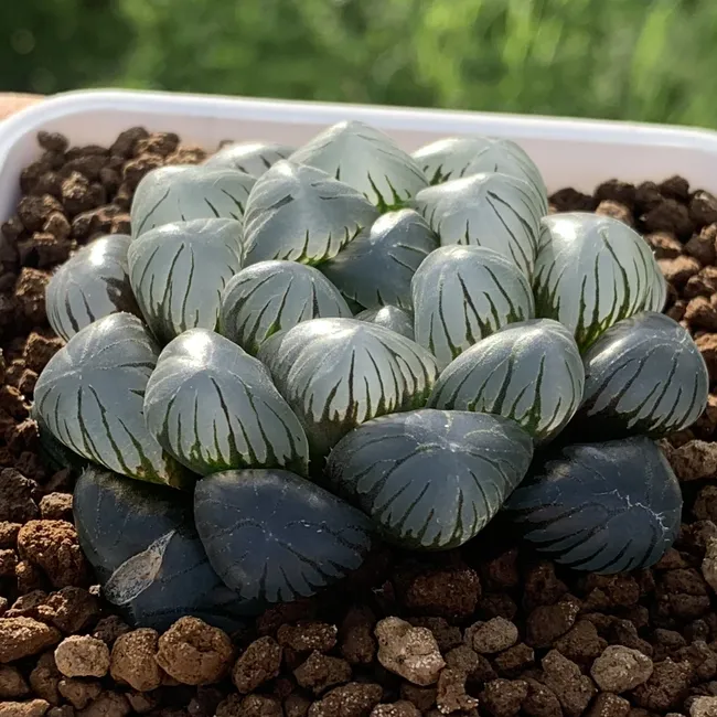 狂買園藝 - 多肉植物專賣 | 產品系列 - 百合科