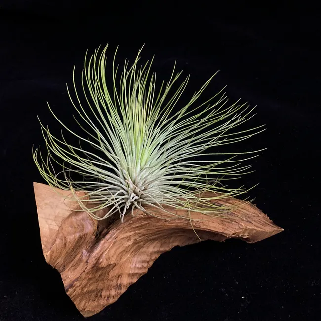 狂買園藝 - 多肉植物專賣 | 產品系列 - 空氣鳳梨