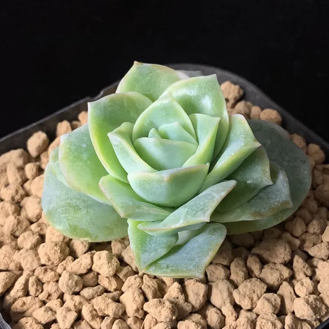 狂買園藝 - 多肉植物專賣 | 產品系列 - 景天科