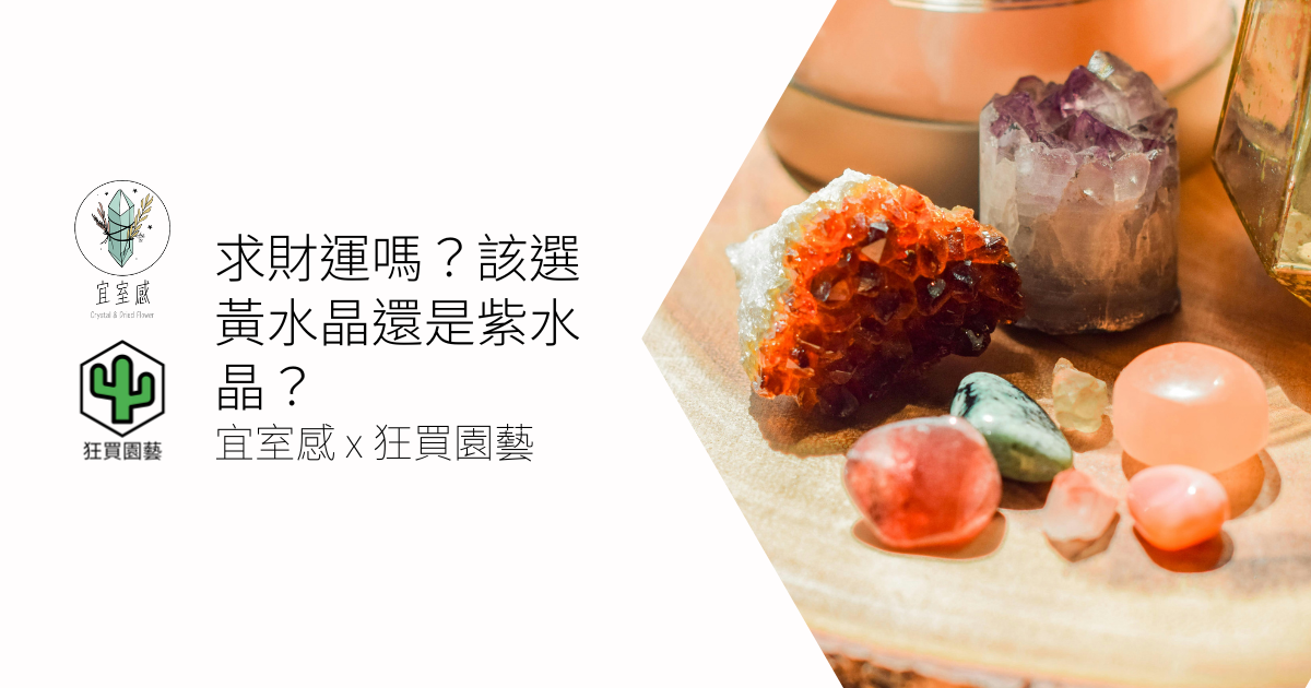 求財運嗎?該選黃水晶還是紫水晶?讓我們告訴你 | 宜室感 X 狂買園藝