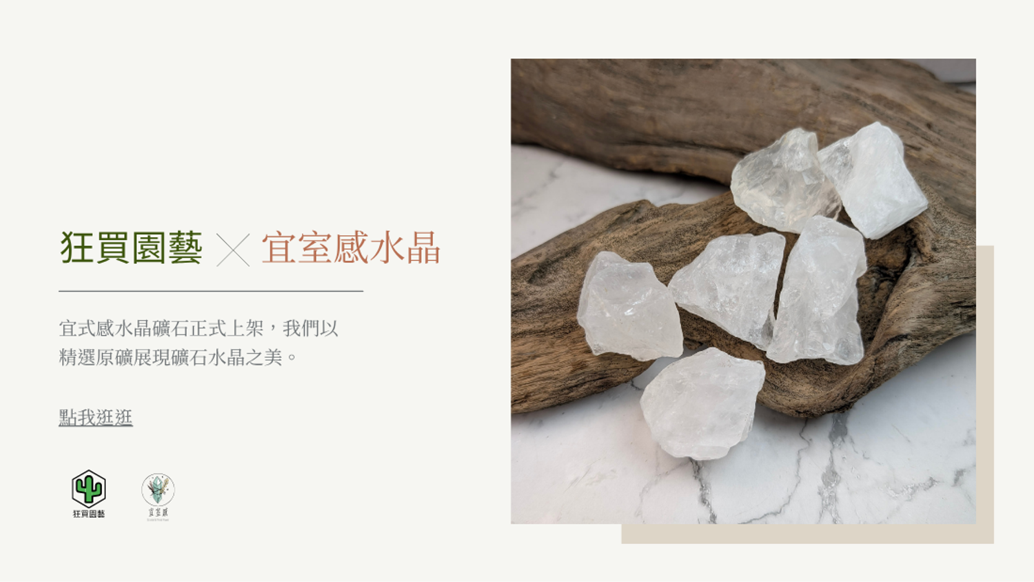 狂買園藝 - 多肉植物專賣 | 