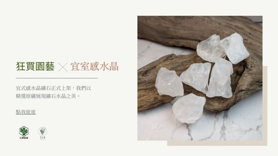 狂買園藝 - 多肉植物專賣 | 