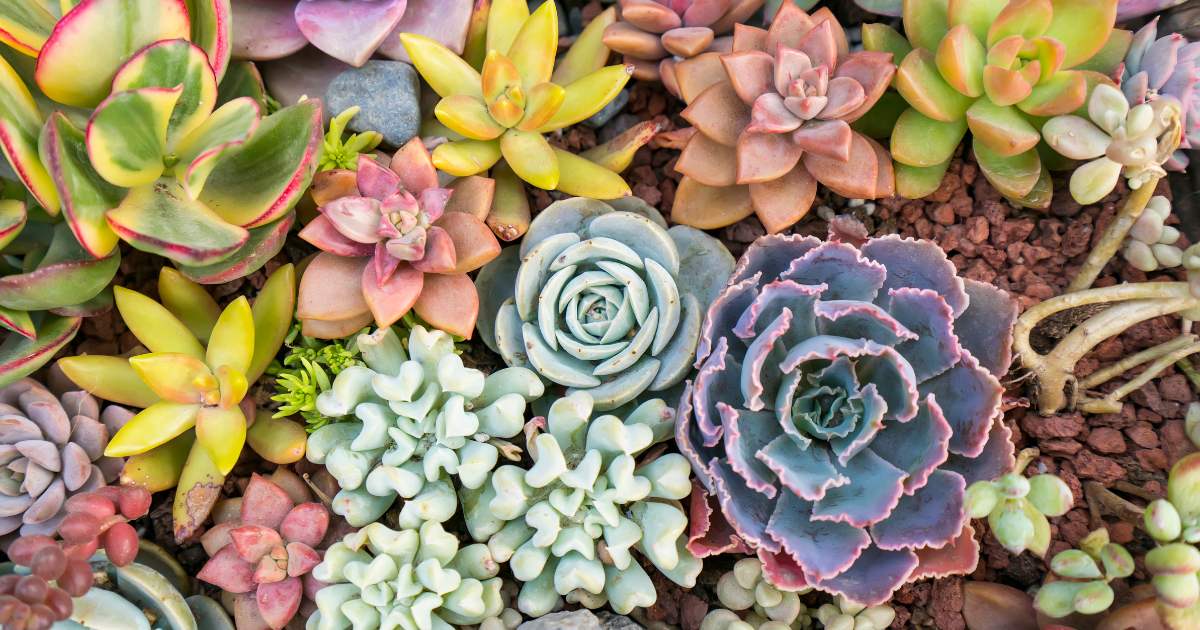 多肉圖鑑] 多肉植物有哪些？30 個熱門多肉植物品種介紹– 狂買園藝