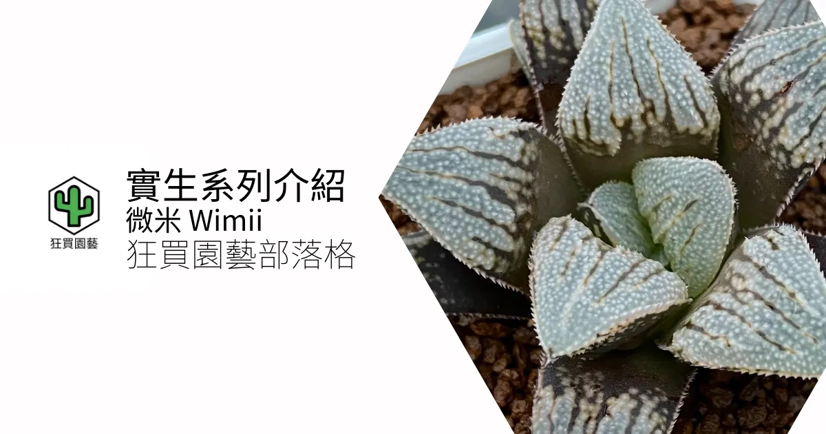 [多肉植物] 實生壽 微米 wimii 系列介紹 | 狂買園藝