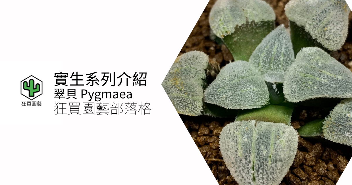 [多肉植物] 實生壽 翠貝 pygmaea 系列介紹 | 狂買園藝