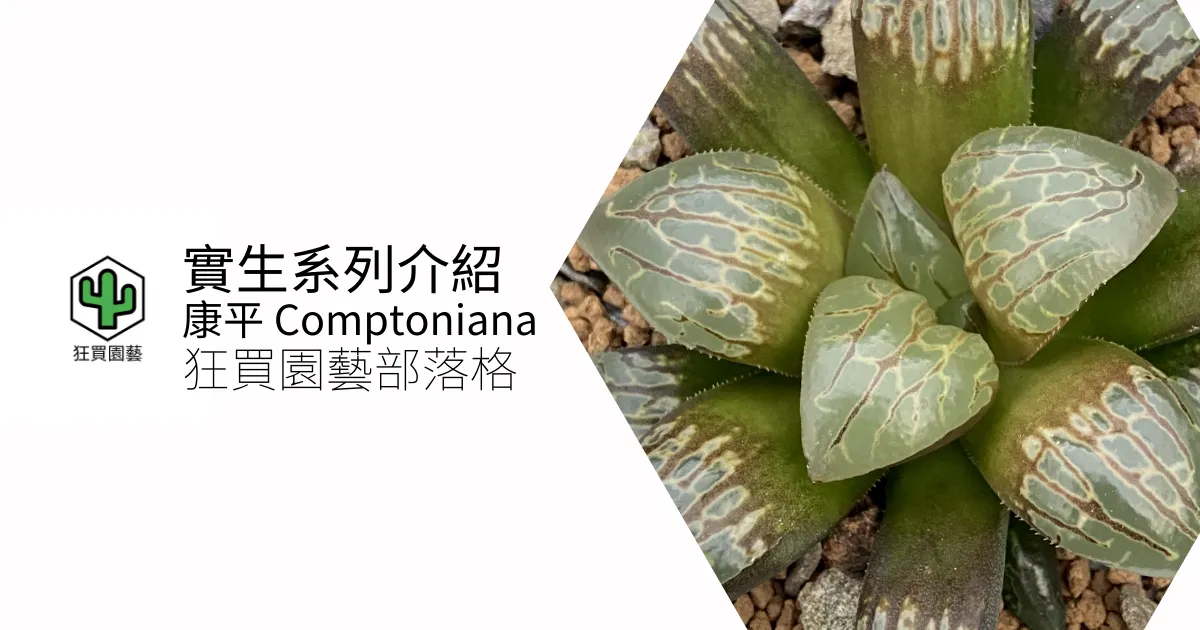 [多肉植物] 百合科 實生壽 康平 comptoniana 系列介紹 | 狂買園藝