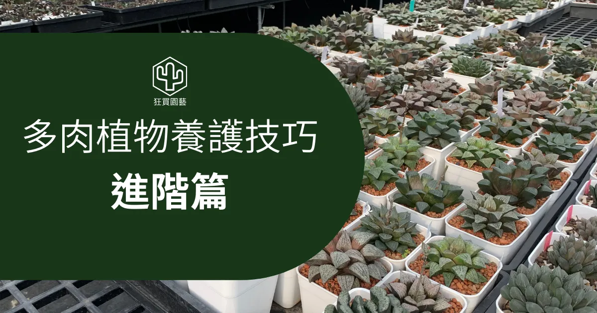[多肉植物怎麼養] 進階照顧技巧篇