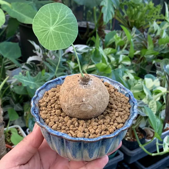 狂買園藝 - 多肉植物專賣 | 產品系列 - 塊根植物