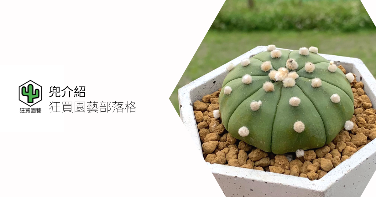 品種介紹] 仙人掌- 兜astrophytum asterias – 狂買園藝- 多肉植物專賣
