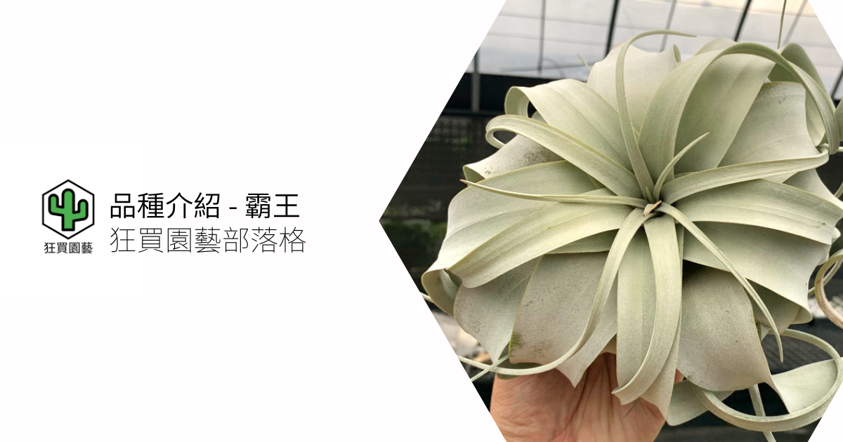 [品種介紹] - 空氣鳳梨 霸王 tillandsia xerographica