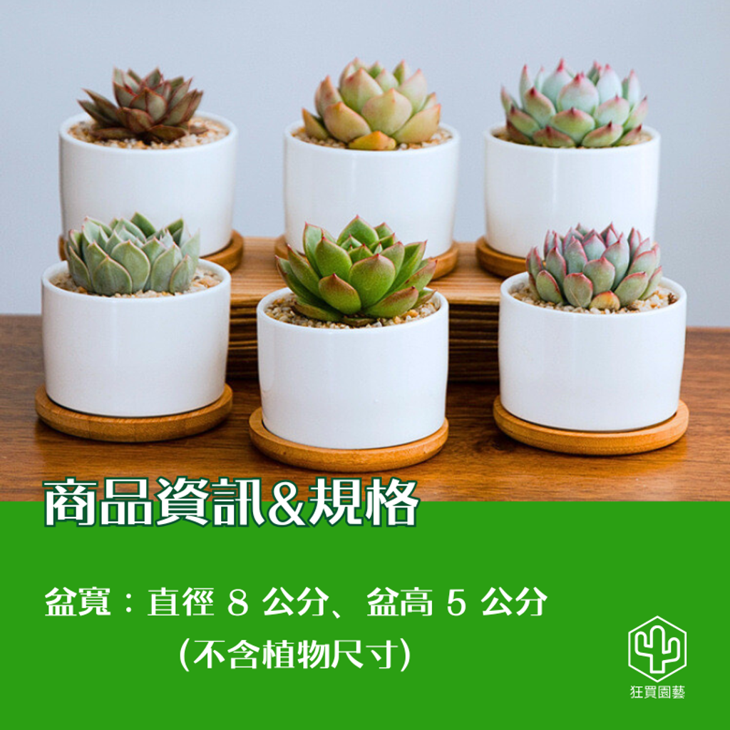 多肉植物盆栽商品規格