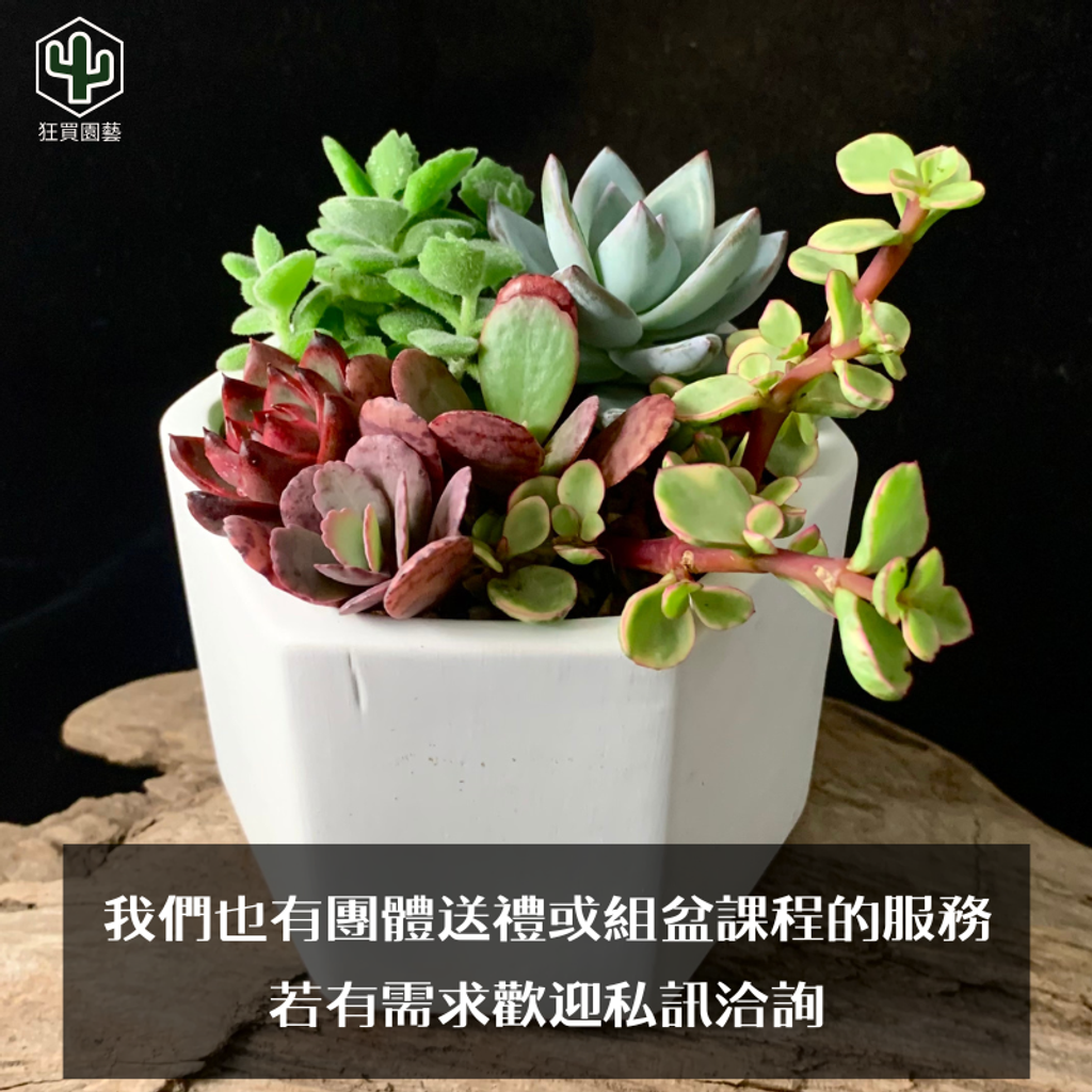 公司行號多肉課程介紹