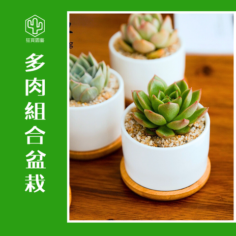 多肉植物盆栽