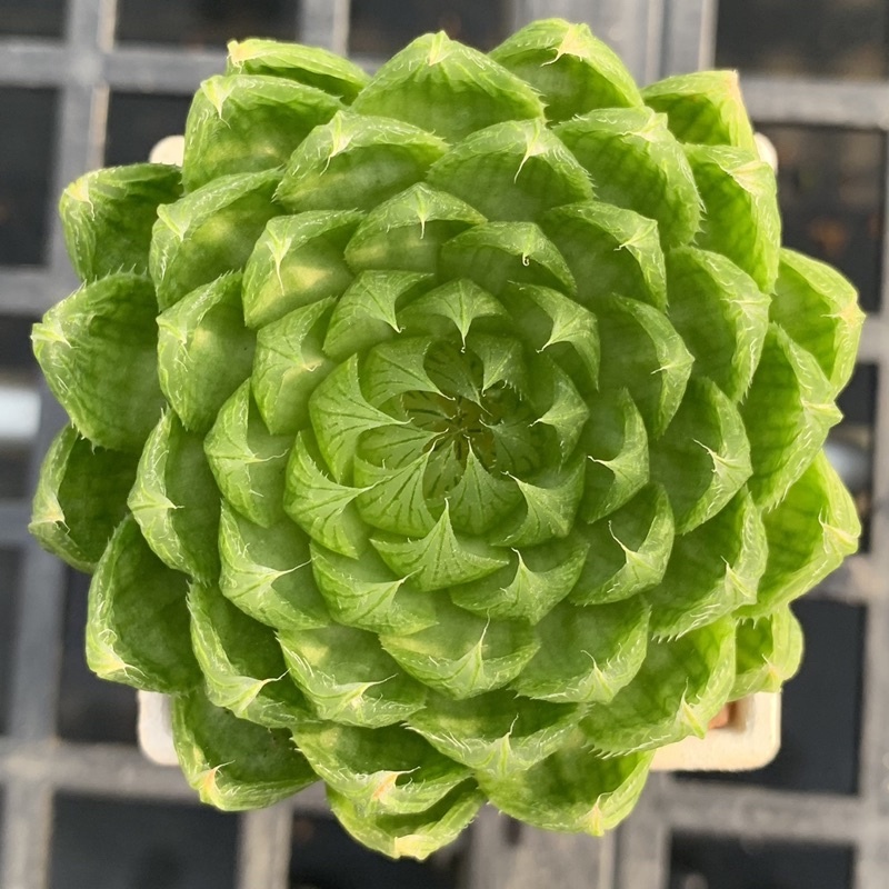 櫻水晶玉露多肉植物百合科Haworthia – 狂買園藝- 多肉植物專賣