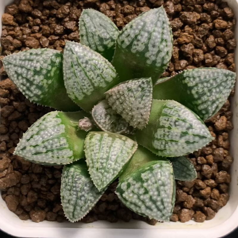 多肉植物/ハオルチア】Haworthia ☆三仙寿錦 超美苗 Haworthia Arts