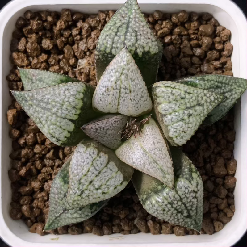 1 ハオルチア 多肉植物実生未繁殖 16 ハオルチア 多肉植物【実生未繁殖】