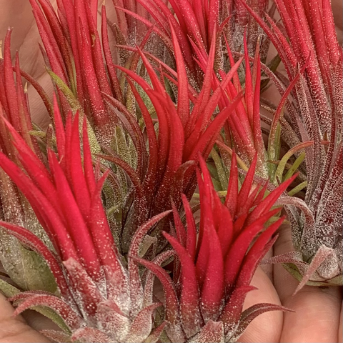 福果/火焰小精靈 Tillandsia ionantha 'Fuego' 特寫