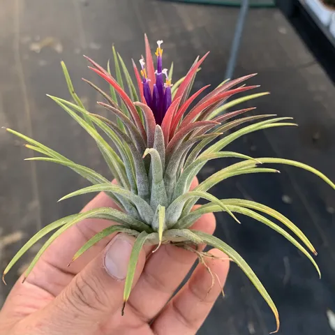 全紅小精靈 Tillandsia ionantha 'Rubra'