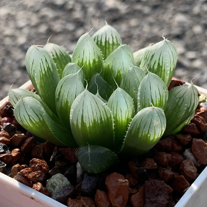 帝玉露