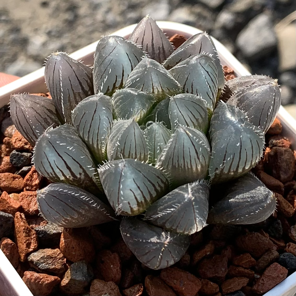 多肉植物百合科巨大赤線玉露 狂買園藝 多肉植物專賣