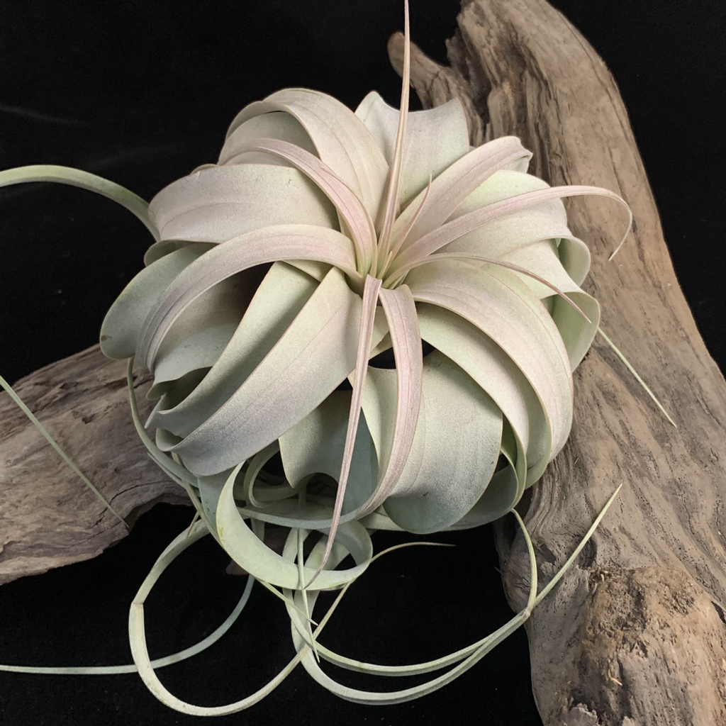 空氣鳳梨 霸王 Tillandsia xerographica