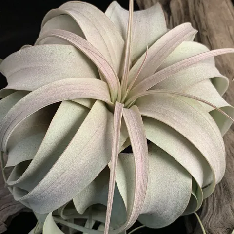 空氣鳳梨 霸王 Tillandsia xerographica