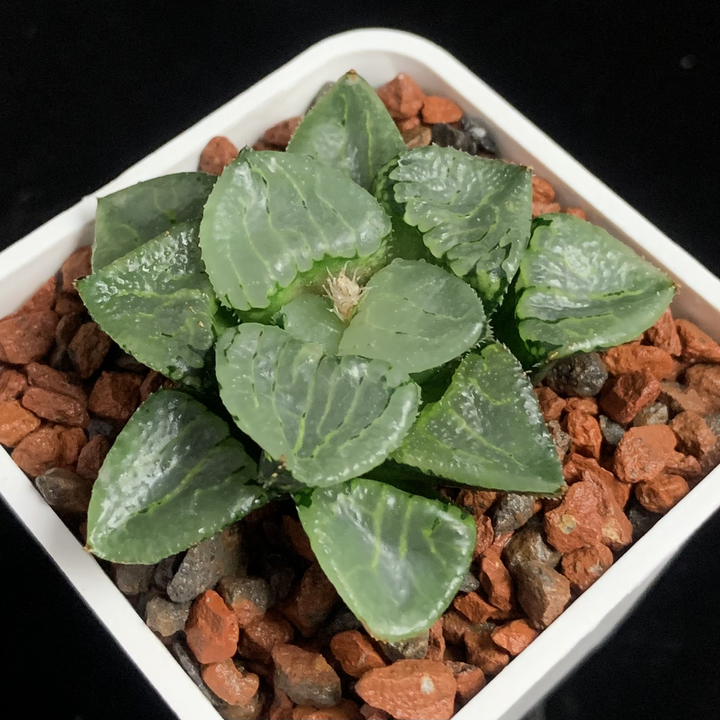 多肉植物 池田玻璃克