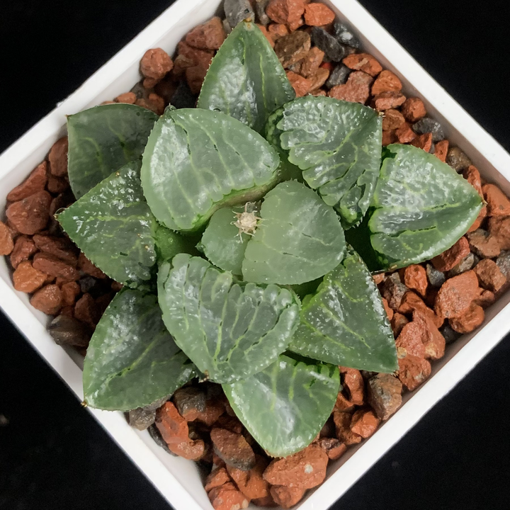 多肉植物 池田玻璃克