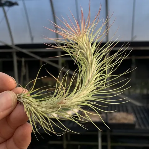 空氣鳳梨 小狐尾