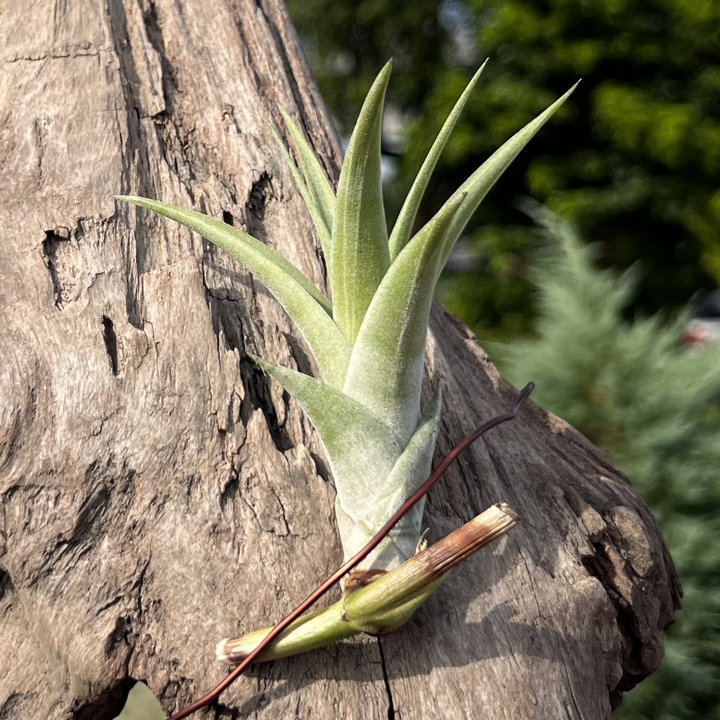 旋風木柄鳳Tillandsia flexuosa 'Vivipara' – 狂買園藝- 多肉植物專賣