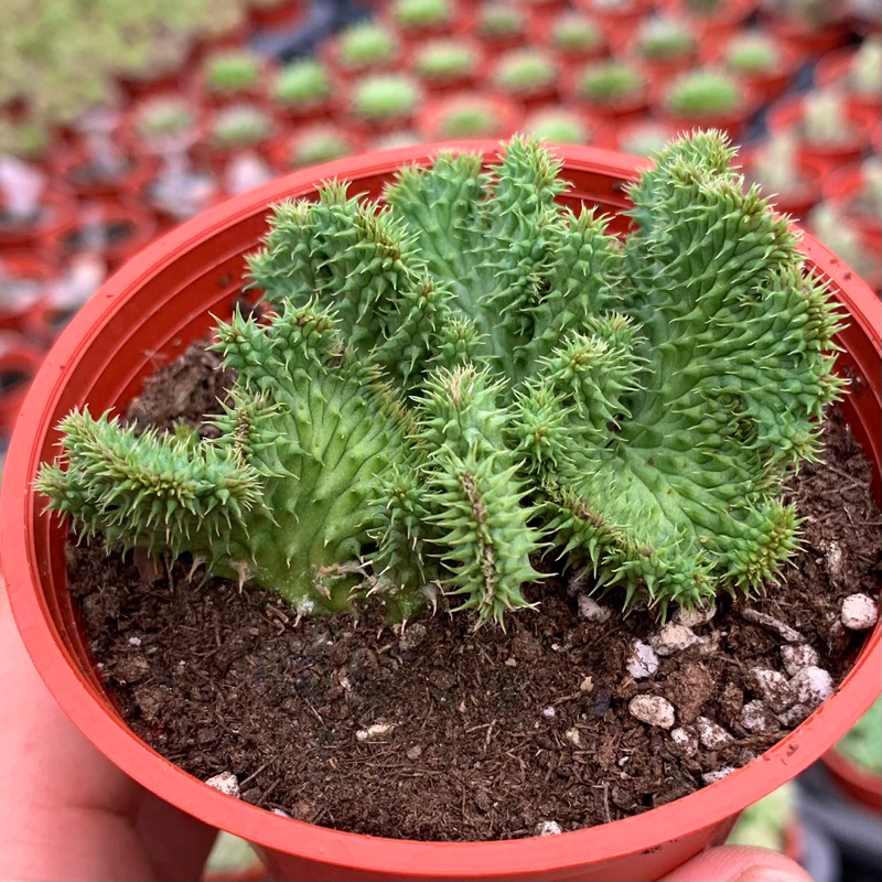 阿修羅綴化(軟毛不是刺) – 狂買園藝- 多肉植物專賣