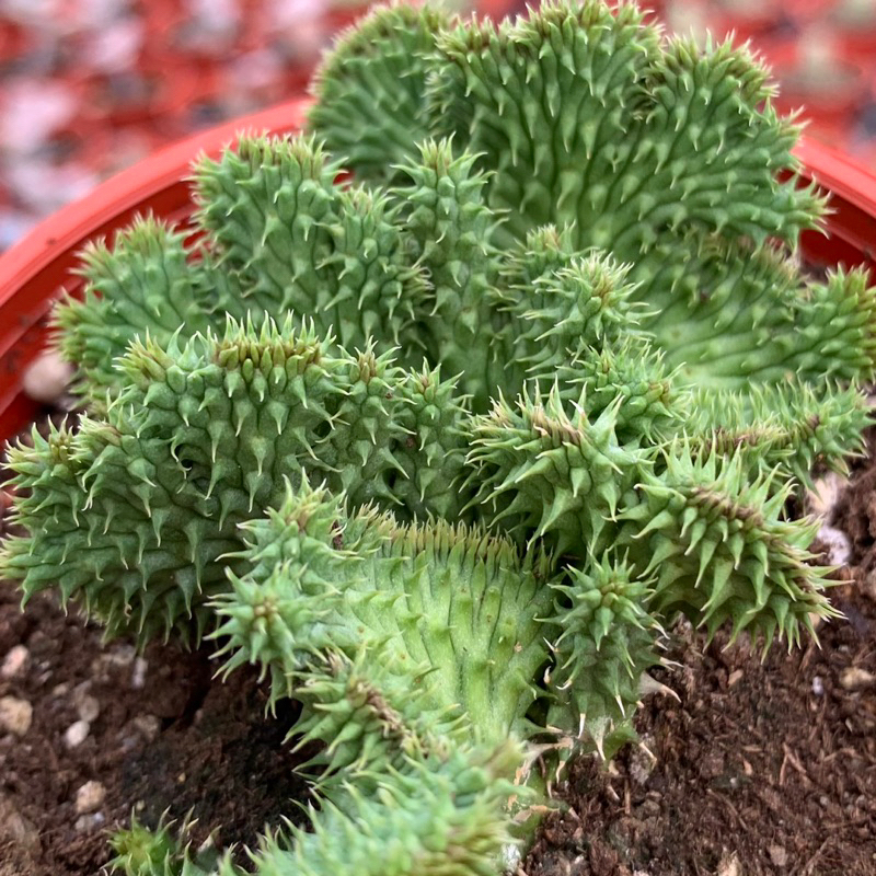 阿修羅綴化(軟毛不是刺) – 狂買園藝- 多肉植物專賣