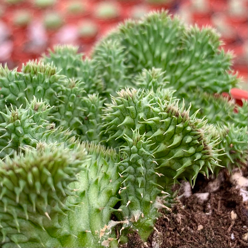 阿修羅綴化(軟毛不是刺) – 狂買園藝- 多肉植物專賣