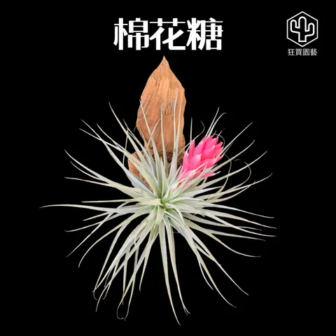 菲律賓龍精靈 - 5-1735485381455