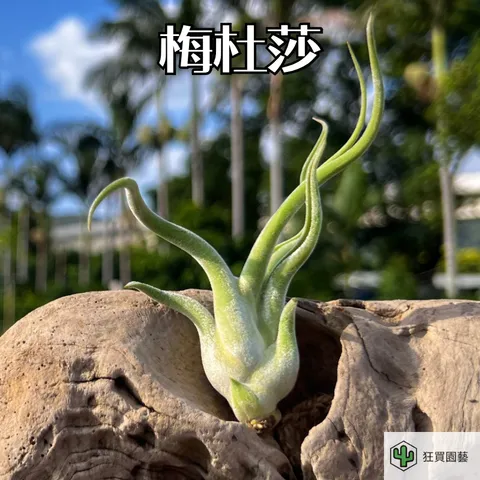 菲律賓龍精靈 - 6-1735486156844