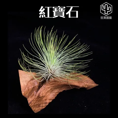 菲律賓龍精靈 - 4-1735486584918