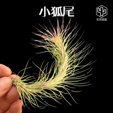 空鳳商品圖.zip - 33-1735486661309