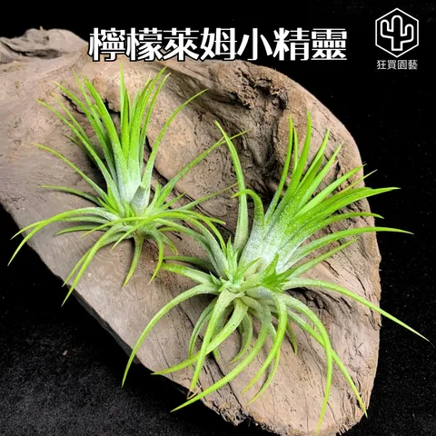 菲律賓龍精靈 - 7-1735487800661