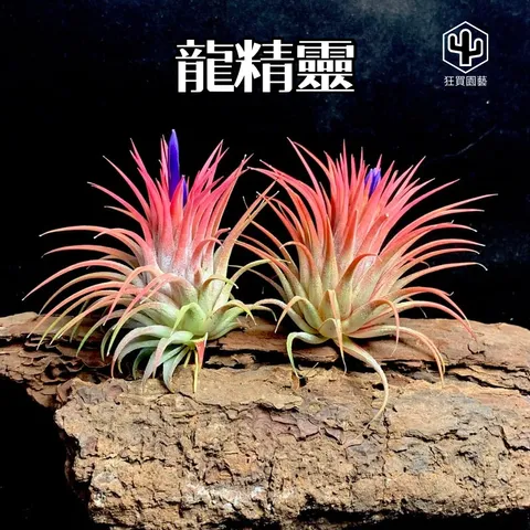 菲律賓龍精靈 - 1-1735487940656