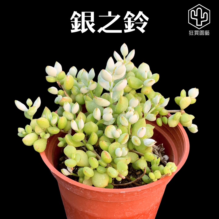 多肉模板.zip - 9-1735573719420