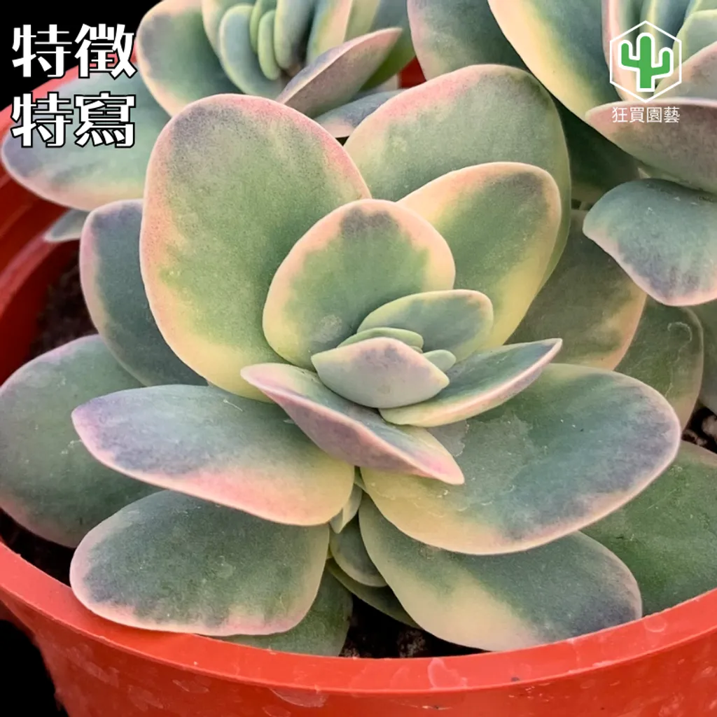 多肉模板.zip - 34-1735574275001