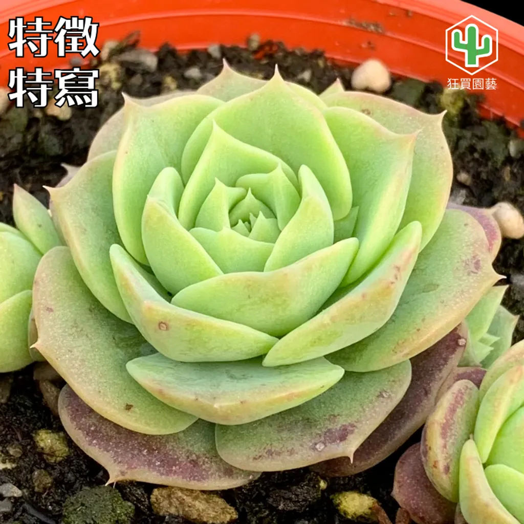 多肉模板.zip - 37-1735574622984