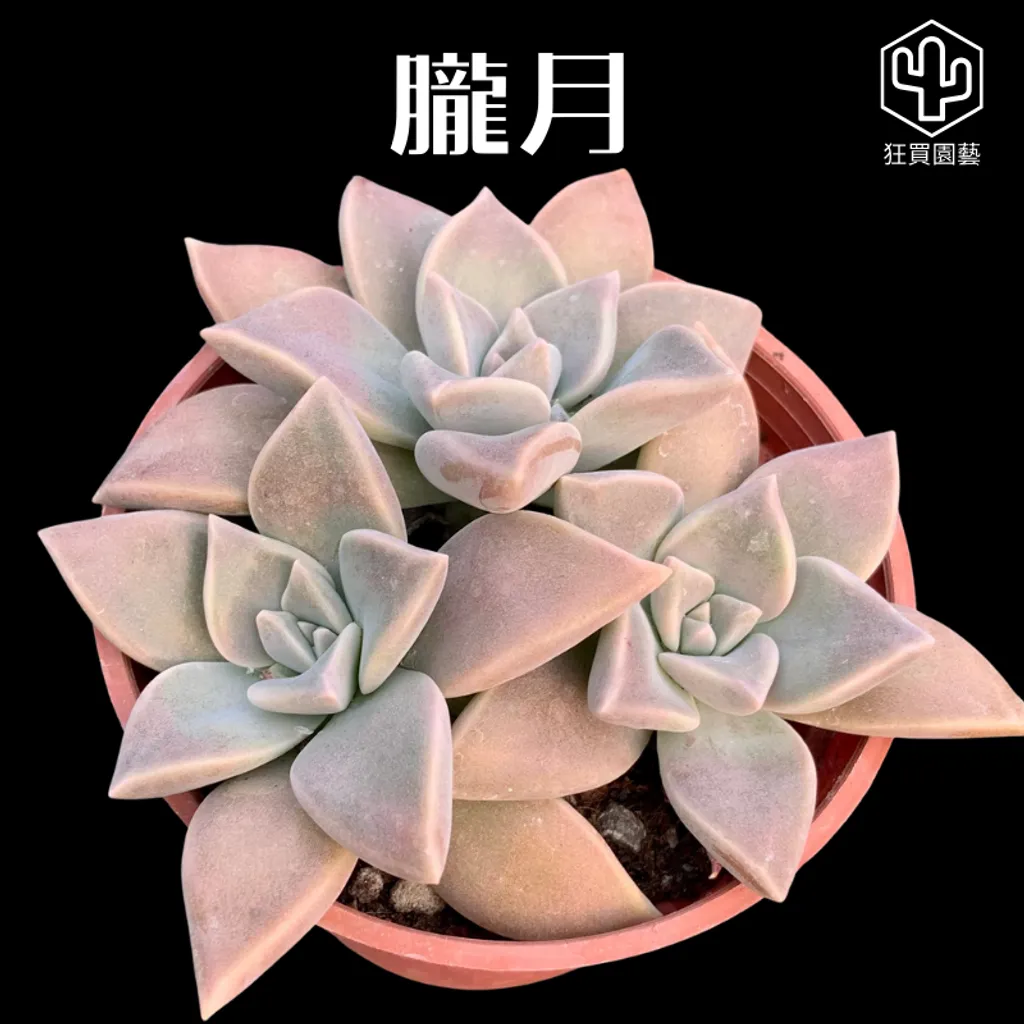 多肉模板.zip - 47-1735578174452