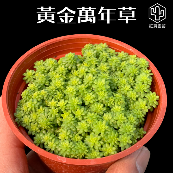 多肉模板.zip - 115-1735579721078