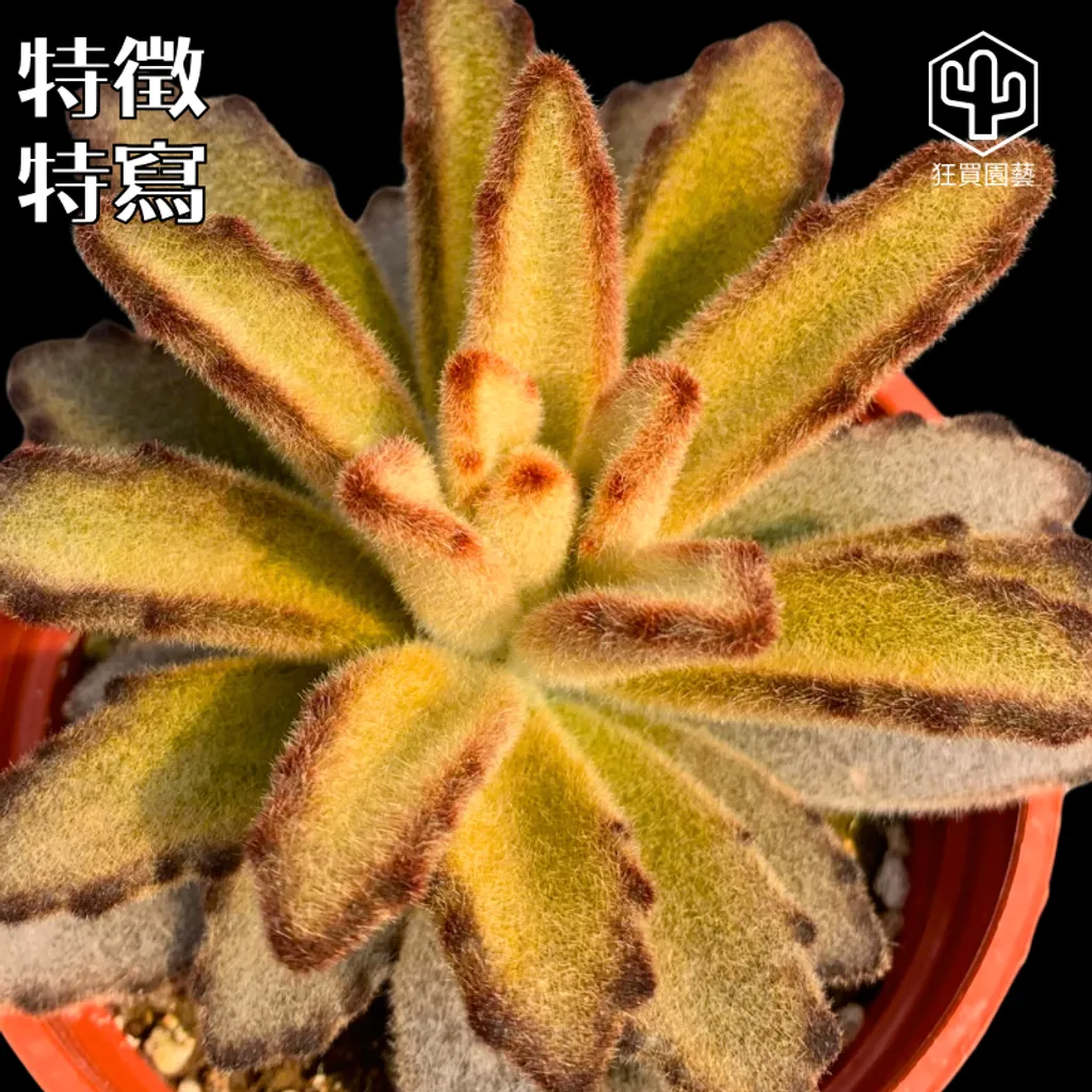 14DC4452-0EC1-4329-BC51-AA75A142D2CE-1735624044812