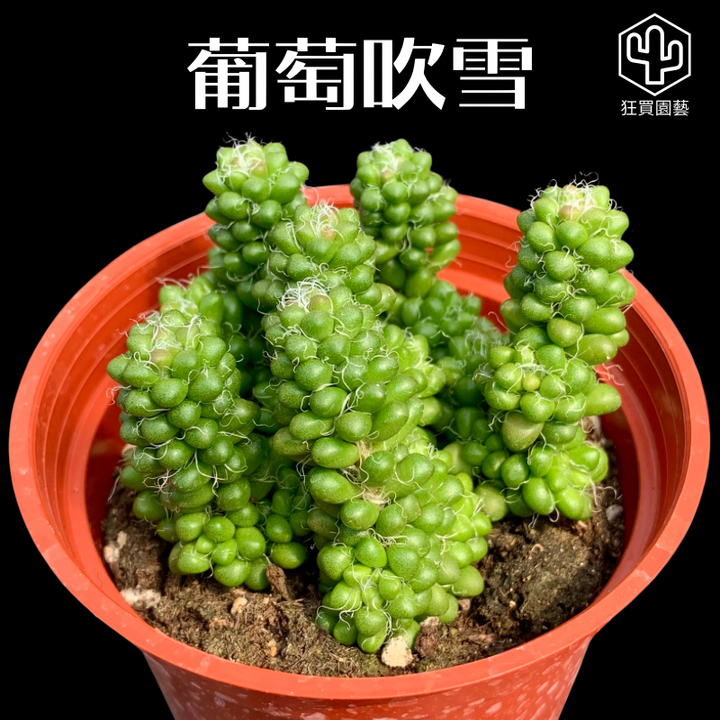165DFDA1-C9C5-40CC-A3D2-986710179DEE-1735624119783