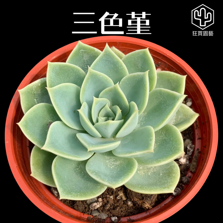 多肉模板 - 第3組 - 32-1735624183685