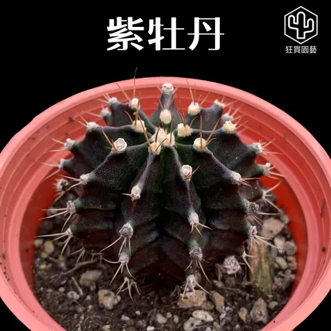 多肉模板 - 第3組 - 56-1735625126669