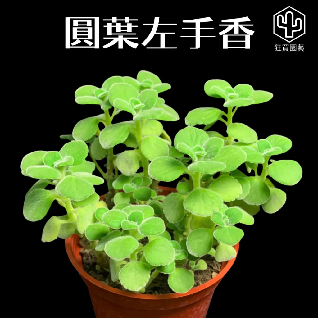 多肉模板 - 第3組 - 62-1735648292790
