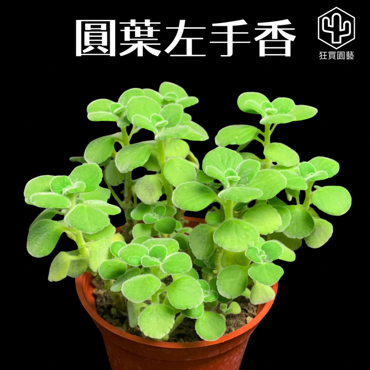 多肉模板 - 第3組 - 62-1735648292790